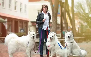 Head of the Class Dog Training LLC