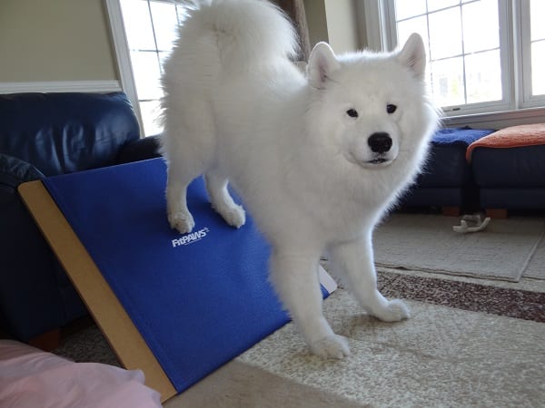 Head of the Class Dog Training LLC